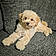 Pixel