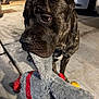 dog, brindle, toy, stuffed_animal, sidewalk, night, outdoor, pet, canine, closeup, animal, muzzle, fur, collar, street, background, car, eyes, playful, domestic_animal