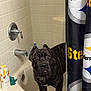 dog, bathtub, shower_curtain, pittsburgh_steelers, bathroom, brindle_coat, curious, white_tiles, faucet, bottle, body_wash, bath_sponge, pet, indoor, tile_wall, animal, looking, standing, canine, curtain