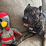 dog, plush_toy, pirate, couch, gray, brindle, pet, indoor, playful, animal, tongue_out, stuffed_animal, fabric, texture, relaxed, sitting, companion, funny_expression, home, pet_accessory