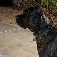 Kingston Guerra is registered to the contest to win money with this photo: alert, animal, brindle, bushes, canine, car, collar, concrete, dog, domestic_animal, evening, leash, mammal, night, outdoor, pet, quiet, side_profile, street, watchful