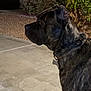 alert, animal, brindle, bushes, canine, car, collar, concrete, dog, domestic_animal, evening, leash, mammal, night, outdoor, pet, quiet, side_profile, street, watchful