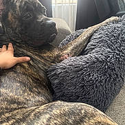 Kingston Guerra joined the competition — help win amazing prizes! dog, brindle, couch, pillow, hand, indoor, relaxed, pet, furniture, window, curtain, yellow_flowers, cozy, domestic, animal, fur, snout, ears, comfort, resting