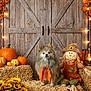 dog, pumpkin, scarecrow, hay, sunflower, autumn, fall, barn_door, string_lights, orange_scarf, rustic, decor, harvest, festive, seasonal, plants, lantern, cute, animal, indoors