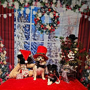 Bandit joined the competition — help win amazing prizes! dog, holiday, christmas, red_hat, scarf, plush_toy, decorations, small_tree, festive, tablecloth, winter_scene, cards, gift_box, santa_hat, indoor, cute, pet, celebration, festive_lights, background