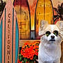 dog, sunglasses, surfboard, california, flowers, orange_flowers, plants, bench, rocks, sunset_colors, beach_theme, outdoor, pet, cute, fluffy, portrait, summer, relaxed, cool, background
