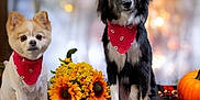 Bandit joined the competition — help win amazing prizes! dog, bandana, plaid_blanket, sunflower, pumpkin, autumn, fall, pets, black_dog, white_dog, decor, orange, cute, sitting, outdoor, festive, nature, floral, seasonal, portrait