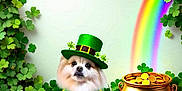 Bandit joined the competition — help win amazing prizes! animal, celebration, clover, costume, cute, dog, festive, flower, fluffy, gold_coins, green_hat, green_shirt, holiday, leaf, nature, portrait, pot_of_gold, rainbow, shamrock, whimsical