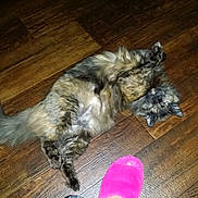 Emma is registered to the contest to win money with this photo: bolonka, cairn_terrier, canidae, carnivore, cat, dog, dog_breed, felidae, glen_of_imaal_terrier, mammal, small_terrier, small_to_medium_sized_cats, sporting_group, tail, terrier