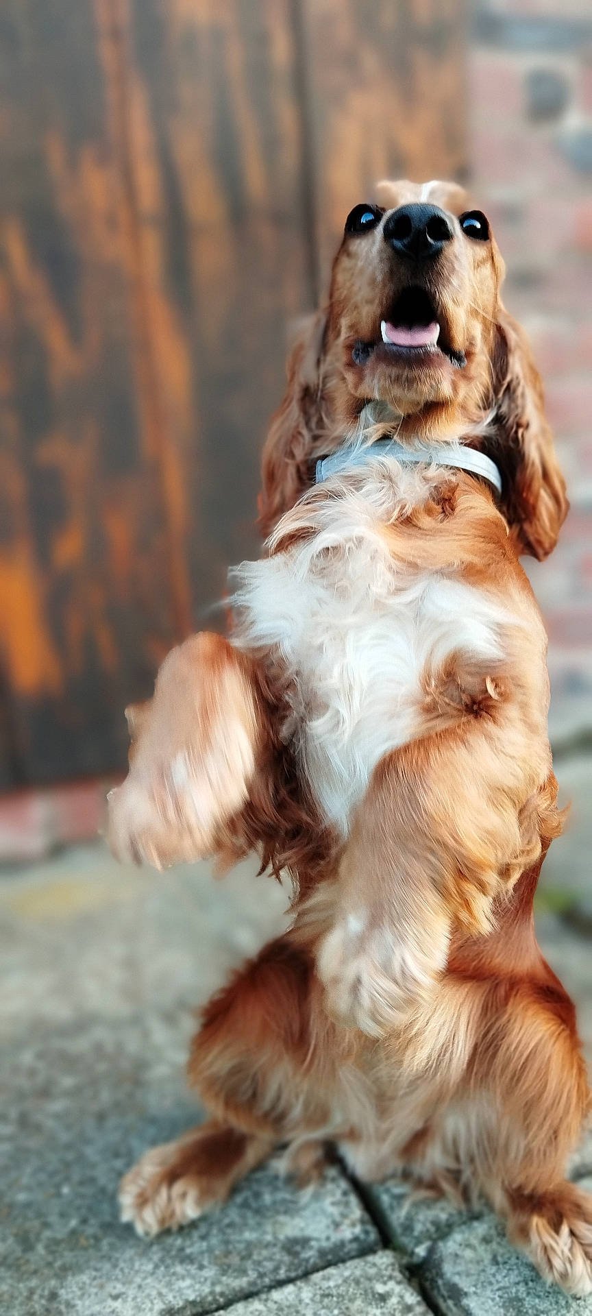 Ulka a rejoint le concours — aidez-le/la à gagner de superbes lots ! animal, canine, cockerspaniel, dog, goldenretriever, hound, papillon, pet, puppy, terrier