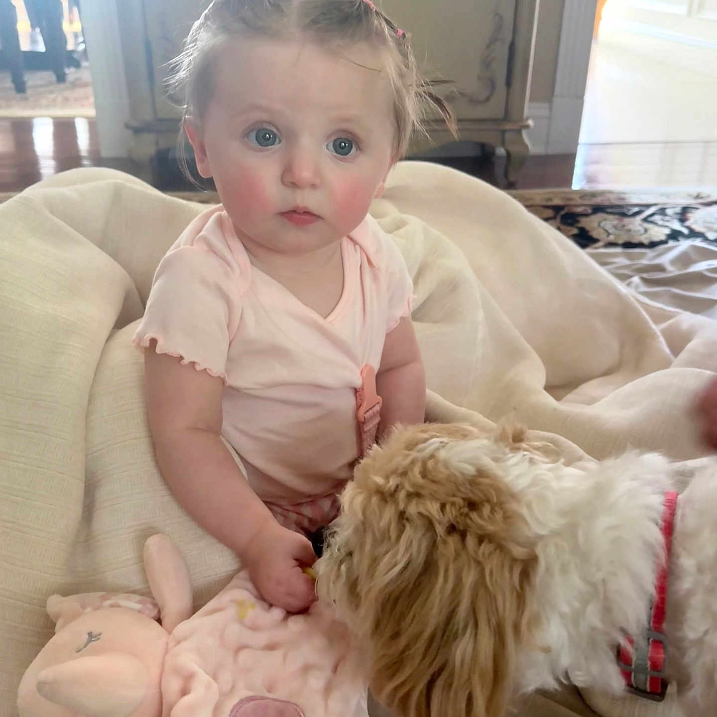 Anna is registered to the contest to win money with this photo: baby, blanket, blue_eyes, carpet, child, curious, curly_hair, cute, dog, floor, furniture, home, indoor, light, person, pet, pet_collar, pink_clothing, plush_toy, soft_toy
