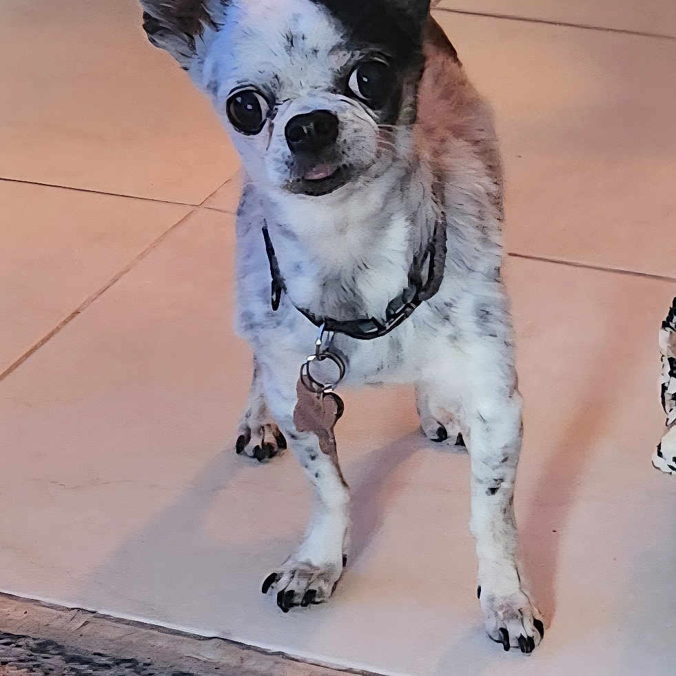 Chumly joined the competition — help win amazing prizes! dog, small_dog, portrait, standing, indoors, tile_floor, rug, large_ears, pointed_ears, collar, dog_tag, black_and_white, short_hair, pet, animal, funny_expression, looking_at_camera, home, floor, photography