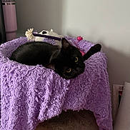 Precious joined the competition — help win amazing prizes! black_cat, cat, pet, purple_blanket, cat_tree, toy, indoor, cozy, feline, animal, fur, resting, cute, playful, home, relaxed, soft_texture, curious, eyes, comfort