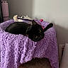 black_cat, cat, pet, purple_blanket, cat_tree, toy, indoor, cozy, feline, animal, fur, resting, cute, playful, home, relaxed, soft_texture, curious, eyes, comfort