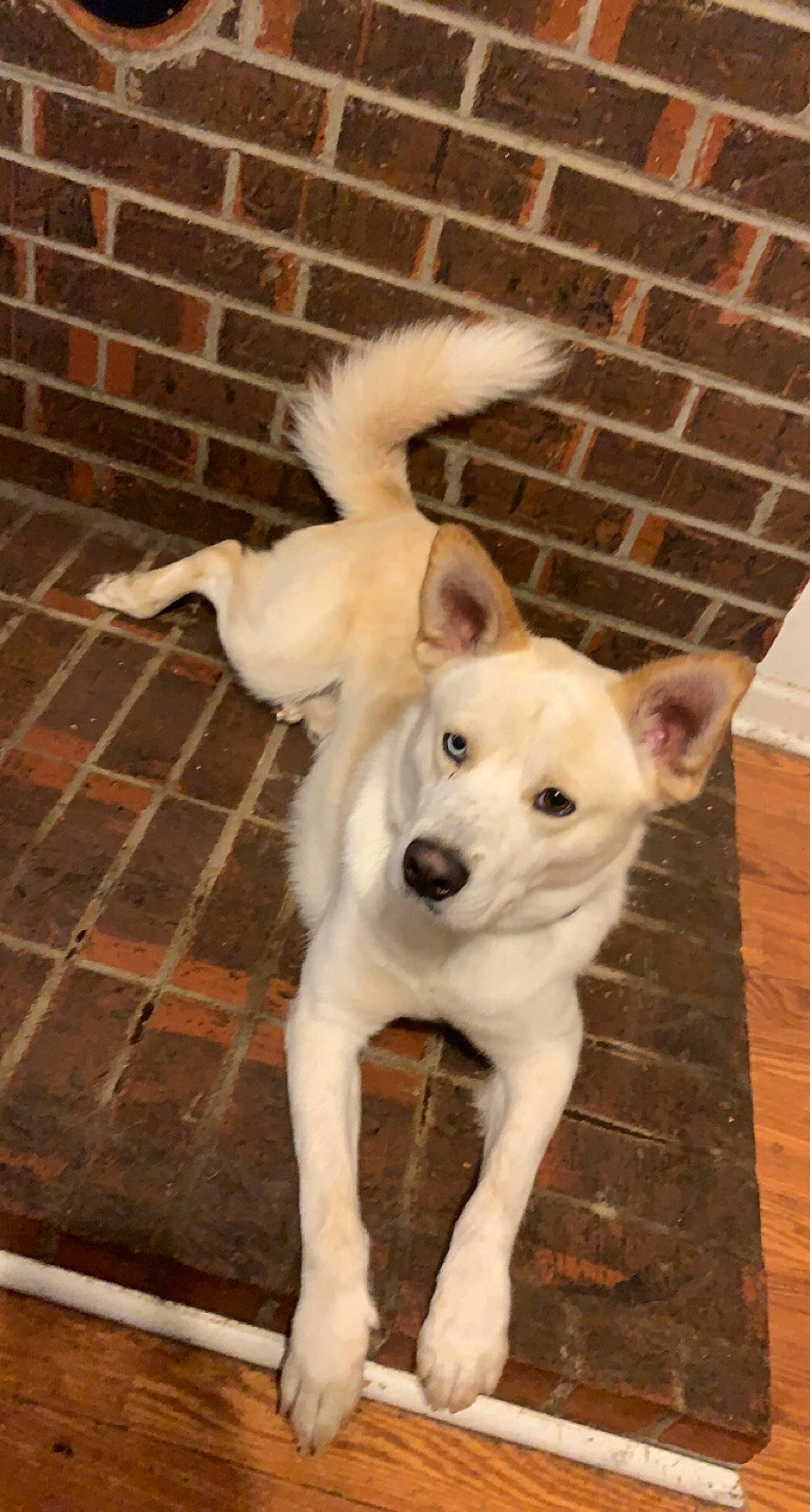 Vernon is registered to the contest to win money with this photo: brick, brickwork, carnivore, collar, companion_dog, dog, dog_breed, fawn, floor, flooring, fur, hardwood, mortar, paw, snout, street_dog, tail, whiskers, wood, working_animal