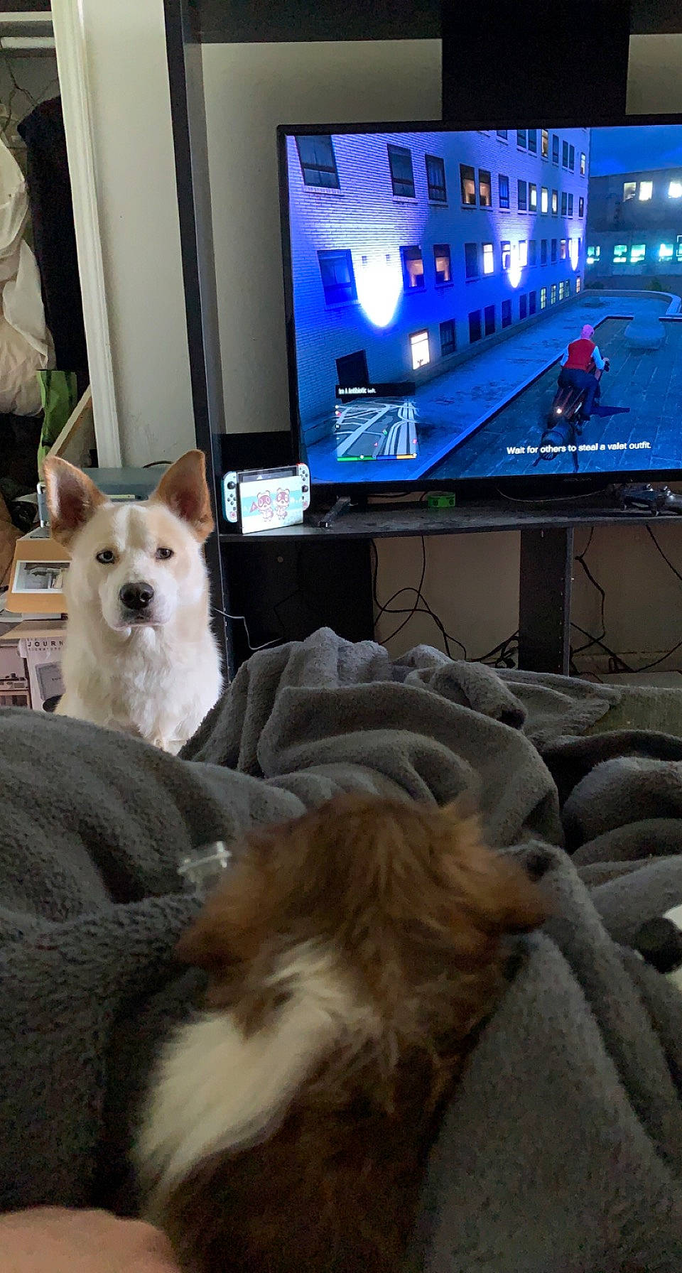 Vernon is registered to the contest to win money with this photo: blue, carnivore, chair, comfort, communication_device, companion_dog, computer, couch, display_device, dog, dog_breed, fawn, flat_panel_display, gadget, lap, laptop, output_device, personal_computer, sporting_group, television_set