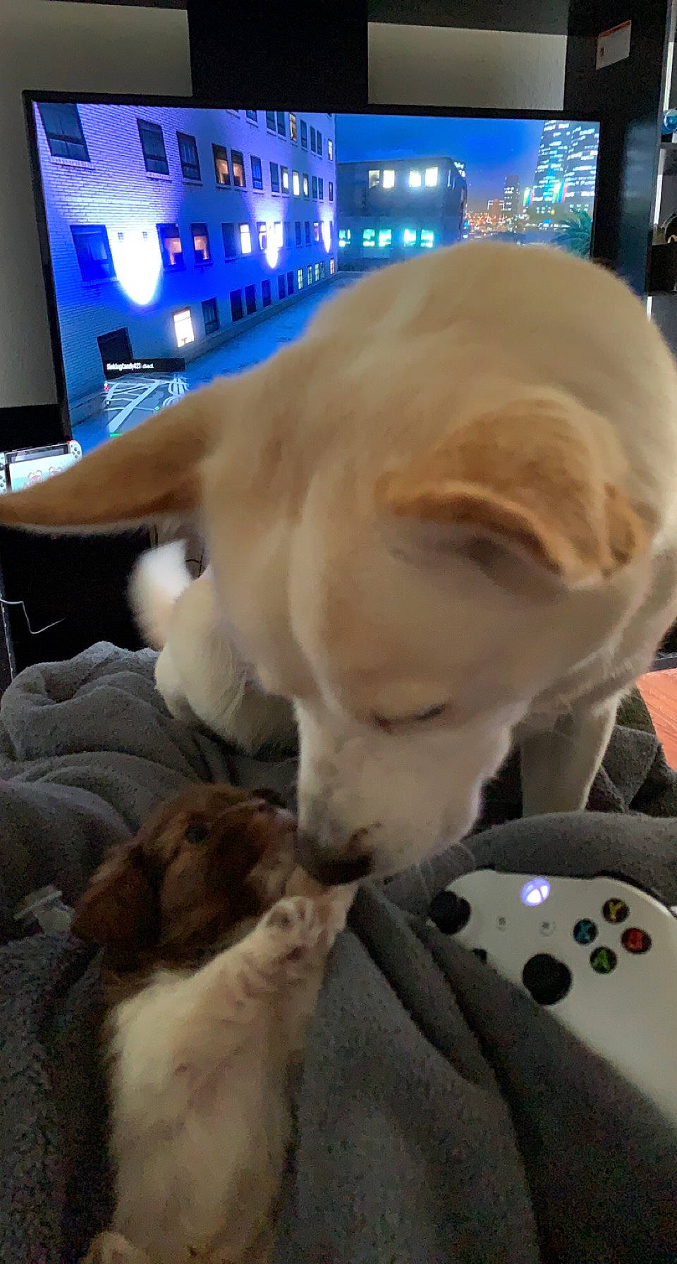 Vernon joined the competition — help win amazing prizes! canidae, carnivore, comfort, companion_dog, dog, dog_breed, dog_supply, fawn, flooring, fur, led_backlit_lcd_display, mammal, pet_supply, retriever, snout, sporting_group, tail, television, whiskers, working_animal