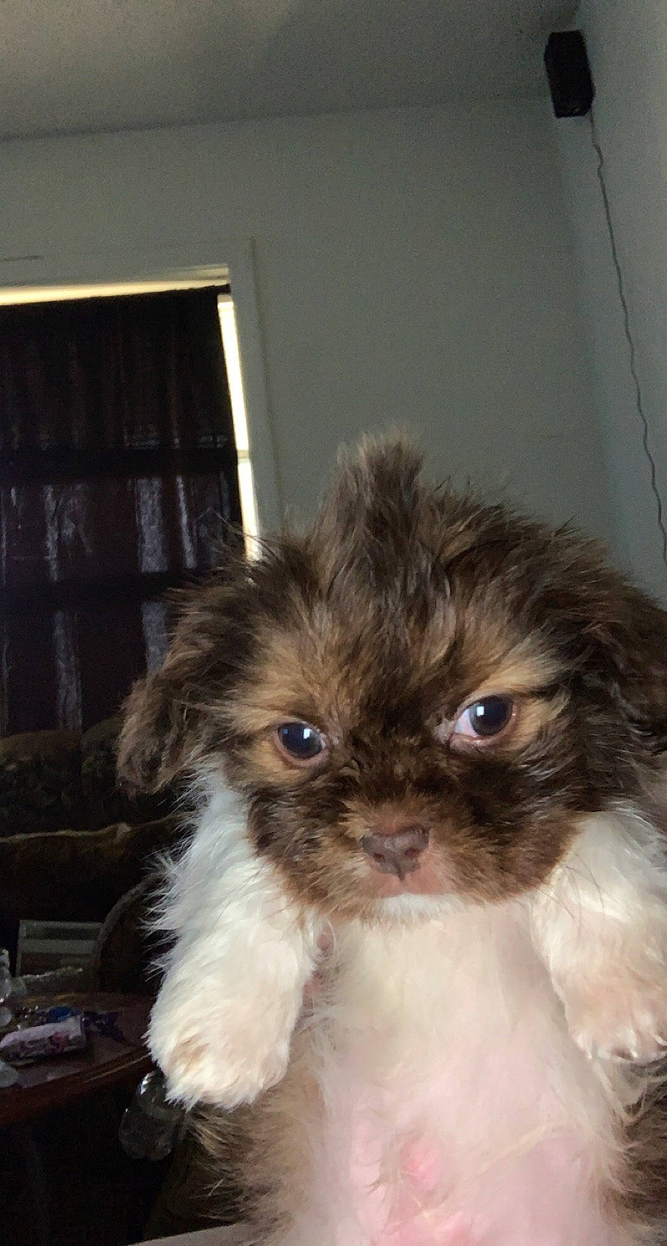 Gizmo joined the competition — help win amazing prizes! canidae, carnivore, cat, companion_dog, curtain, dog_breed, eye, fawn, felidae, fur, hardwood, liver, pet_supply, small_to_medium_sized_cats, snout, terrestrial_animal, toy_dog, whiskers, window, working_animal