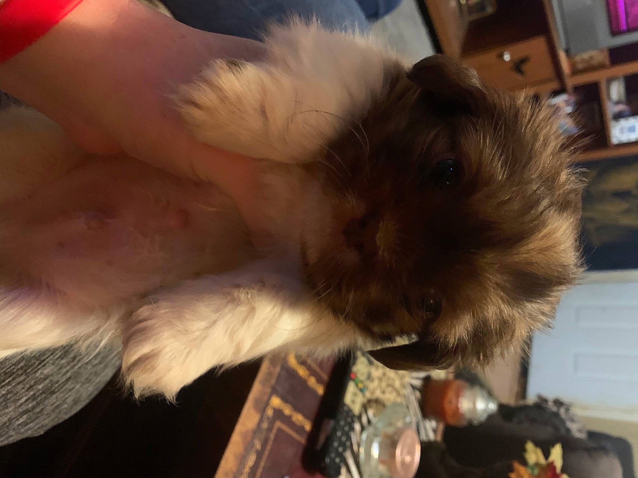 Gizmo joined the competition — help win amazing prizes! angora_rabbit, bookcase, canidae, carnivore, companion_dog, dog_breed, ear, fawn, felidae, fur, liver, natural_material, shelf, shelving, small_to_medium_sized_cats, snout, tail, television, toy_dog, whiskers