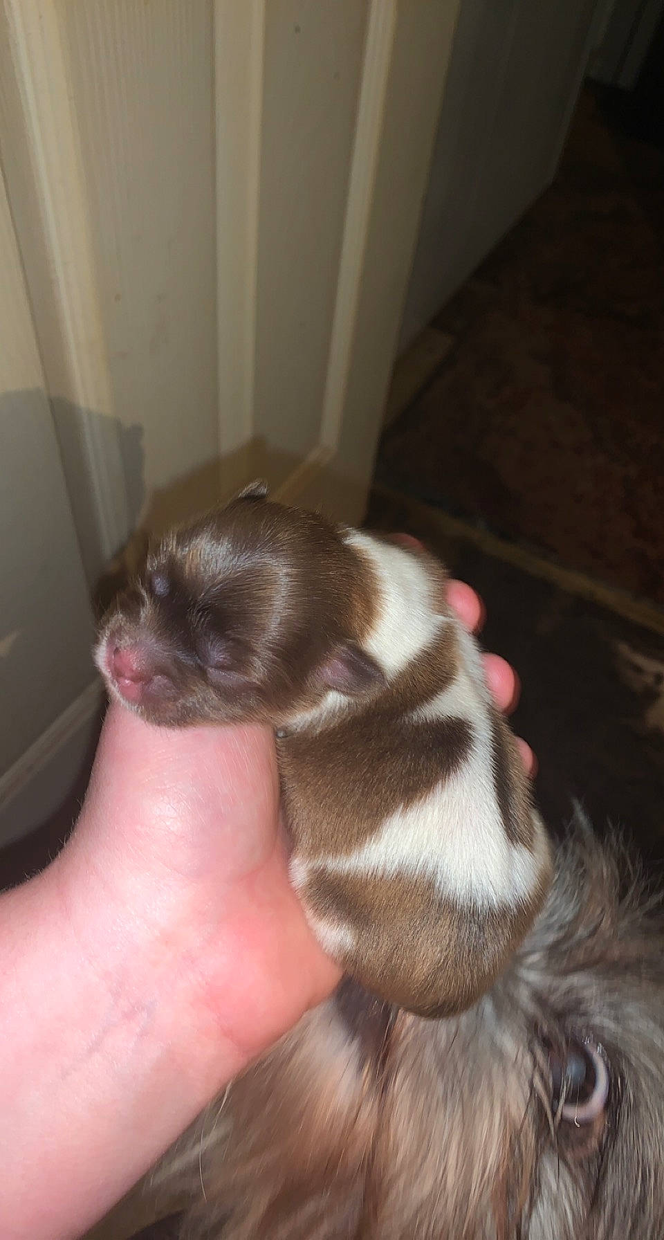 Gizmo joined the competition — help win amazing prizes! canidae, carnivore, claw, comfort, companion_dog, dog_breed, door, ear, fawn, felidae, fur, liver, mustelidae, paw, small_to_medium_sized_cats, snout, sporting_group, tail, terrestrial_animal, whiskers