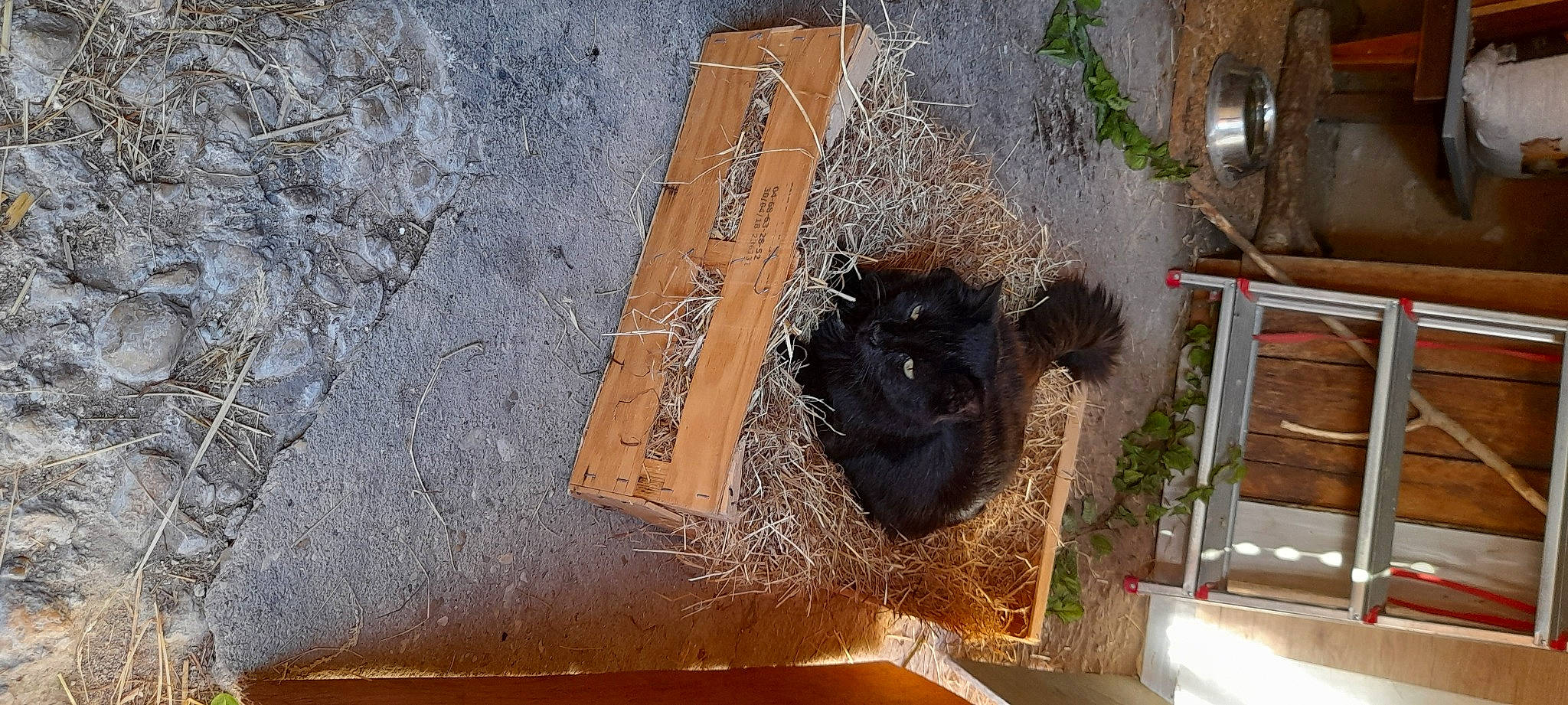 Quenotte a rejoint le concours — aidez-le/la à gagner de superbes lots ! art, concrete, font, fur, gas, handwriting, landscape, metal, plant, rectangle, road_surface, soil, wood, working_animal