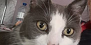 Spyke participe au concours pour gagner de l'argent avec cette photo : animal, cat, close_up, cozy, curious, eyes, face, feline, fur, gray_cat, home, indoor, lamp, person_partial, pet, portrait, shirt, water_bottle, whiskers, white_cat