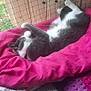 Spyke participe au concours pour gagner de l'argent avec cette photo : animal, bedroom, cat, comfort, cozy, feline, floral_pillow, gray_cat, home, indoor, netting, pet, pink_blanket, purple_blanket, relaxed, resting, sleeping_cat, soft_textile, white_cat, wooden_wall