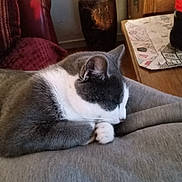 Spyke a rejoint le concours — aidez-le/la à gagner de superbes lots ! bottle, cat, chair, cozy, domestic, feline, furniture, gray, home, indoor, pet, quiet, relaxation, resting, sleeping, soft, table, vase, white, wooden