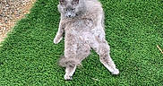 Sandy is registered to the contest to win money with this photo: animal, artificial_grass, cat, close_up, fluffy, furry, garden, gravel, gray_cat, green_background, lawn, lying_down, outdoor, pet, planter, portrait, relaxing, sprawled, succulent, sunlight