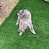 animal, artificial_grass, cat, close_up, fluffy, furry, garden, gravel, gray_cat, green_background, lawn, lying_down, outdoor, pet, planter, portrait, relaxing, sprawled, succulent, sunlight