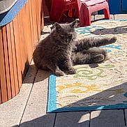 Sandy joined the competition — help win amazing prizes! animal, cat, feline, fluffy, gray_cat, longhaired, lounging, outdoor, patio, pet, poolside, portrait, red_chair, relaxed, rug, shadows, sunlight, whiskers, wooden_panel, yellow_eyes