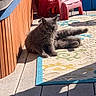 animal, cat, feline, fluffy, gray_cat, longhaired, lounging, outdoor, patio, pet, poolside, portrait, red_chair, relaxed, rug, shadows, sunlight, whiskers, wooden_panel, yellow_eyes