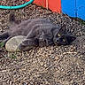 Sandy joined the competition — help win amazing prizes! animal, blue_wall, cat, colorful_background, feline, fluffy, fur, garden, gravel, gray_cat, hose, lying_down, outdoor, pet, red_wall, rocks, stone, tail, whiskers, yellow_eyes
