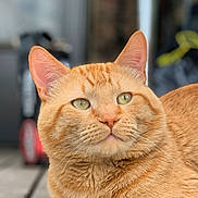 Lister is registered to the contest to win money with this photo: cat, ginger_cat, close_up, fur, whiskers, green_eyes, pet, animal, portrait, indoor, calm, feline, cute, soft_fur, domestic_cat, looking_away, relaxed, mammal, closeup, blurred_background