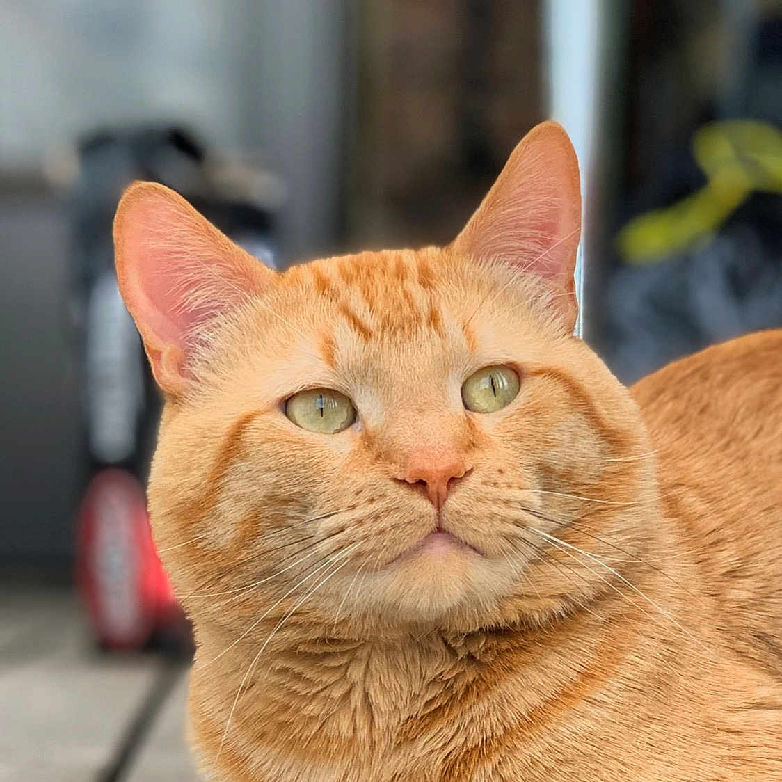 Lister is registered to the contest to win money with this photo: cat, ginger_cat, close_up, fur, whiskers, green_eyes, pet, animal, portrait, indoor, calm, feline, cute, soft_fur, domestic_cat, looking_away, relaxed, mammal, closeup, blurred_background