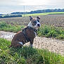animal, brown_and_white_dog, canine, clouds, curious, daytime, dirt_path, dog, farm_landscape, field, grass, greenery, harness, looking_back, nature, outdoor, pet, rural, sitting, sky