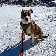 Uana participe au concours pour gagner de l'argent avec cette photo : animal, blue_sky, buildings, canine, cold, daytime, dog, harness, landscape, leash, mountains, nature, outdoor, pet, shadow, ski_resort, snow, sunlight, walking, winter