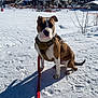 animal, blue_sky, buildings, canine, cold, daytime, dog, harness, landscape, leash, mountains, nature, outdoor, pet, shadow, ski_resort, snow, sunlight, walking, winter