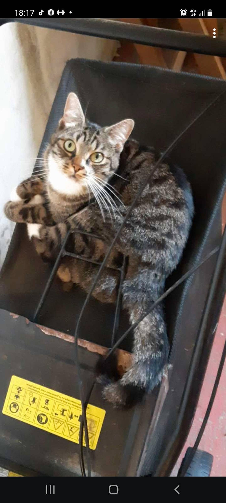 Chipie participe au concours pour gagner de l'argent avec cette photo : animal_shelter, carnivore, cat, claw, domestic_short_haired_cat, door, felidae, fur, mammal, metal, paw, small_to_medium_sized_cats, snout, tail, terrestrial_animal, vertebrate, whiskers