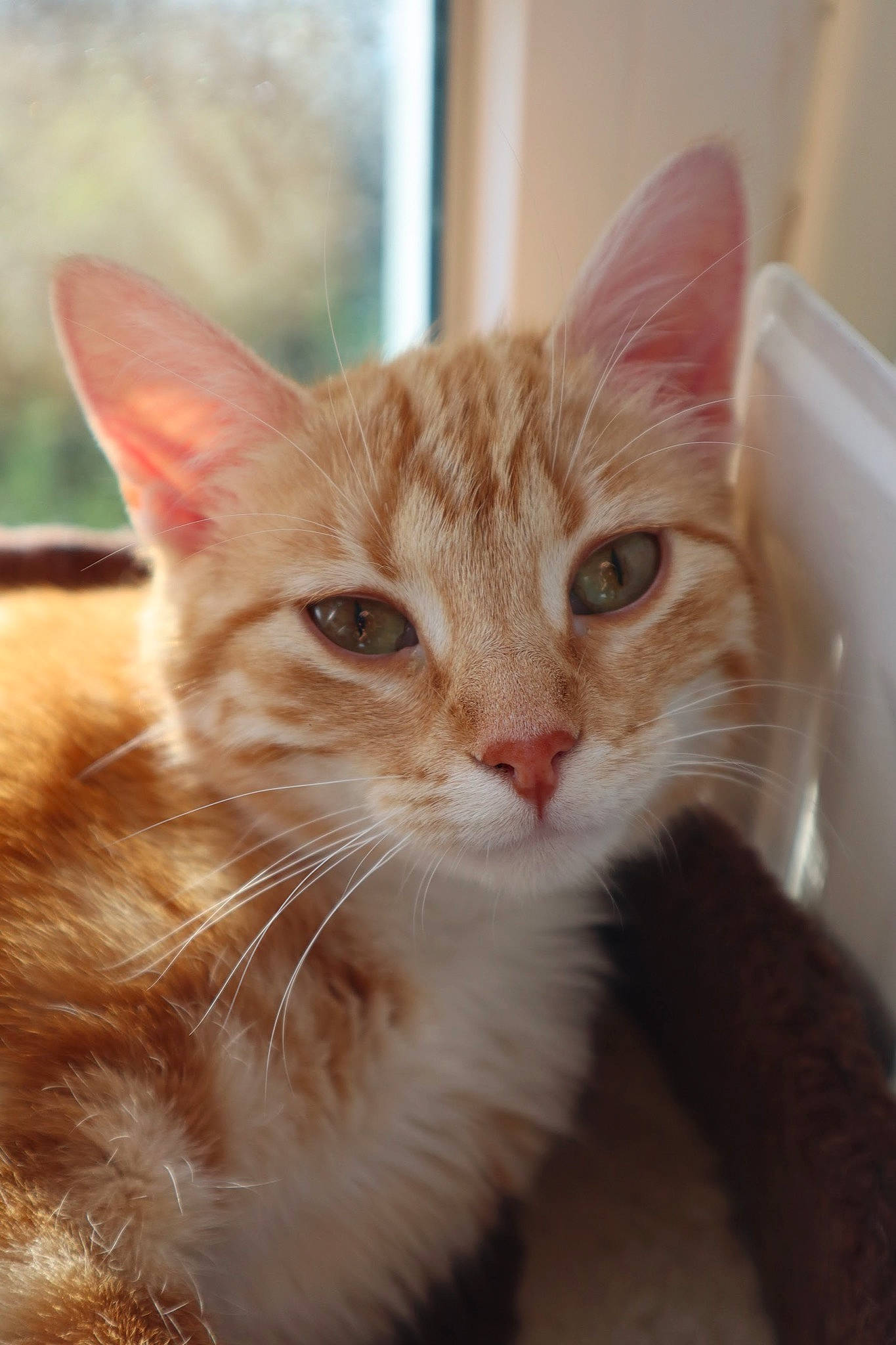 Ginny participe au concours pour gagner de l'argent avec cette photo : aegean_cat, arabian_mau, asian, australian_mist, carnivore, cat, close_up, domestic_short_haired_cat, european_shorthair, fawn, felidae, fur, german_rex, kitten, mammal, ojos_azules, small_to_medium_sized_cats, snout, tabby_cat, whiskers