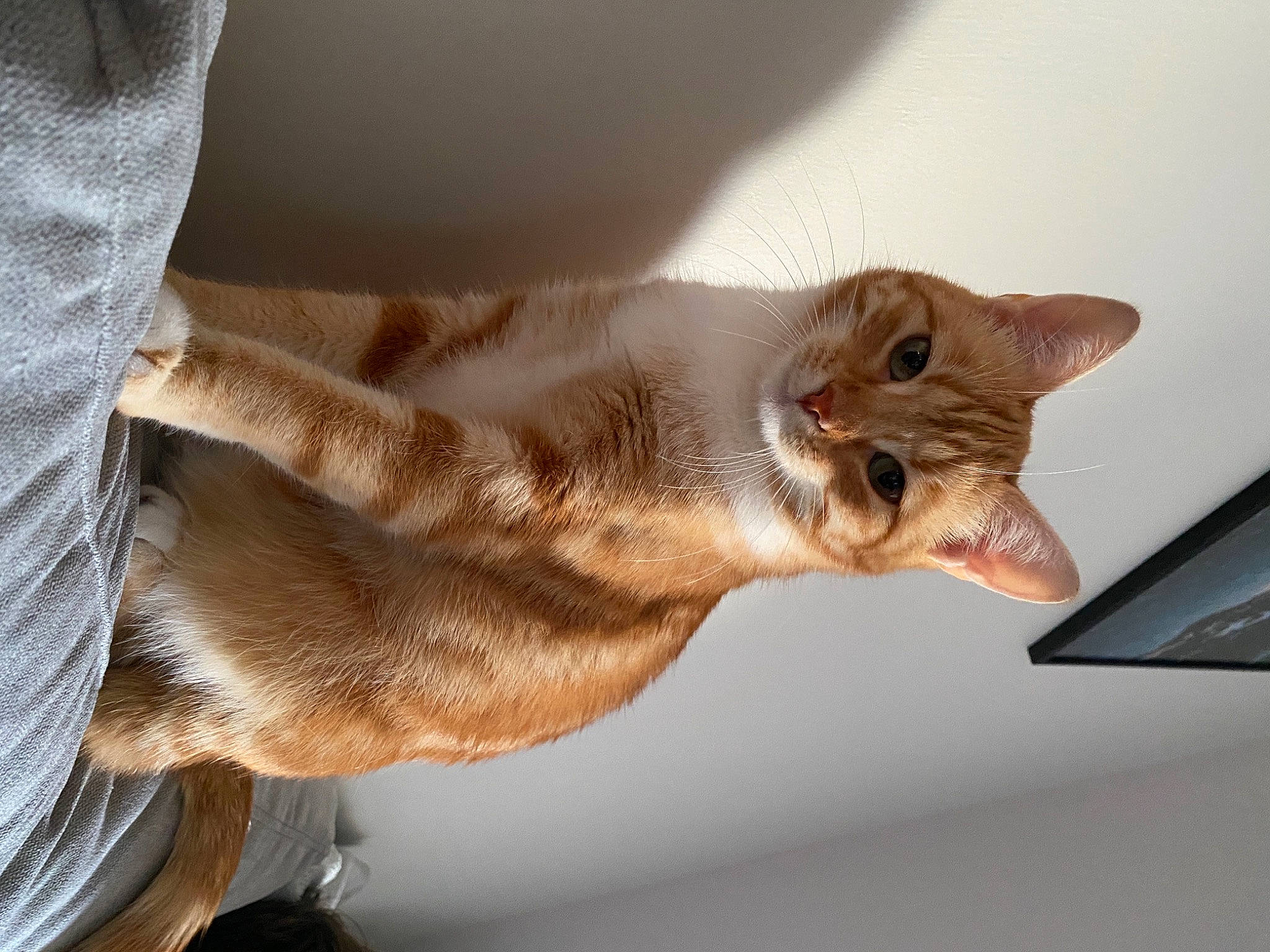 Ginny participe au concours pour gagner de l'argent avec cette photo : abyssinian, asian, carnivore, cat, chausie, domestic_short_haired_cat, ear, european_shorthair, fawn, felidae, fur, german_rex, kitten, ocicat, oriental_longhair, oriental_shorthair, paw, small_to_medium_sized_cats, tabby_cat, whiskers