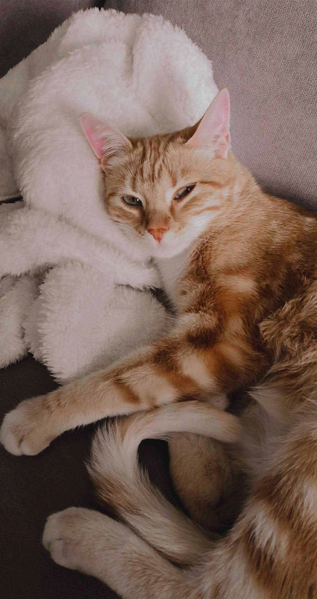 Ginny a rejoint le concours — aidez-le/la à gagner de superbes lots ! aegean_cat, american_wirehair, asian, asian_semi_longhair, australian_mist, british_semi_longhair, carnivore, cat, domestic_long_haired_cat, european_shorthair, felidae, fur, mammal, norwegian_forest_cat, oriental_longhair, siberian, small_to_medium_sized_cats, tabby_cat, tail, whiskers