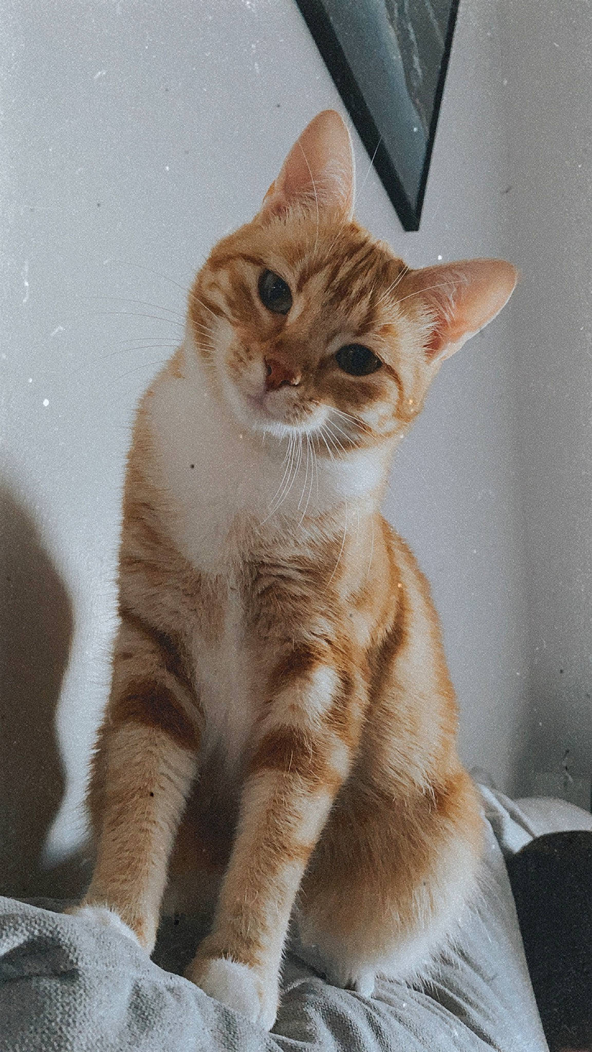 Ginny a rejoint le concours — aidez-le/la à gagner de superbes lots ! aegean_cat, american_wirehair, arabian_mau, asian, australian_mist, carnivore, cat, domestic_short_haired_cat, european_shorthair, fawn, felidae, german_rex, kitten, mammal, ojos_azules, polydactyl_cat, small_to_medium_sized_cats, tabby_cat, vertebrate, whiskers