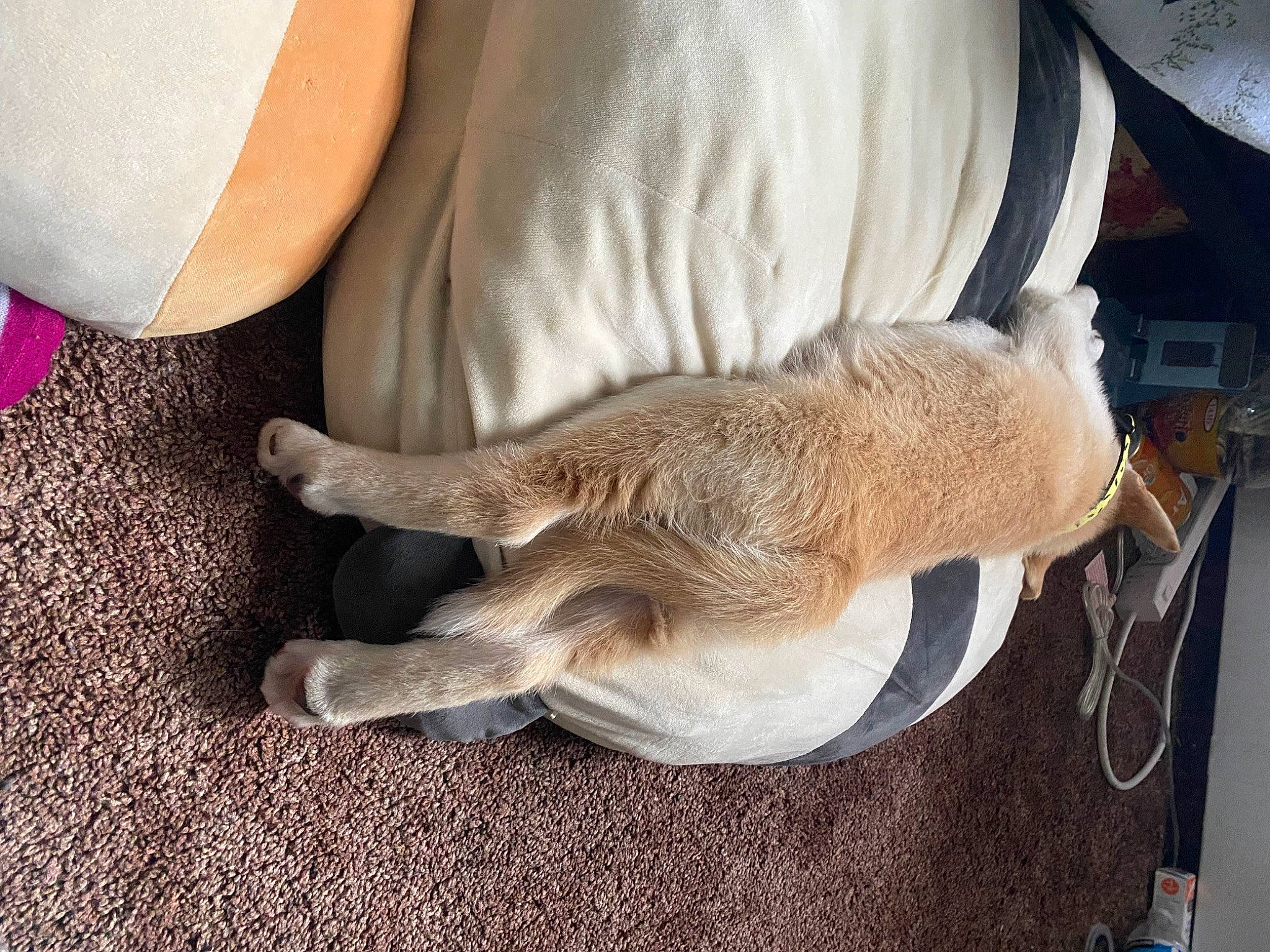 Pinky joined the competition — help win amazing prizes! canidae, claw, comfort, companion_dog, dog_breed, fawn, felidae, fur, human_leg, paw, small_to_medium_sized_cats, snout, sporting_group, tail, terrestrial_animal, wallaby, whiskers, wood, working_animal