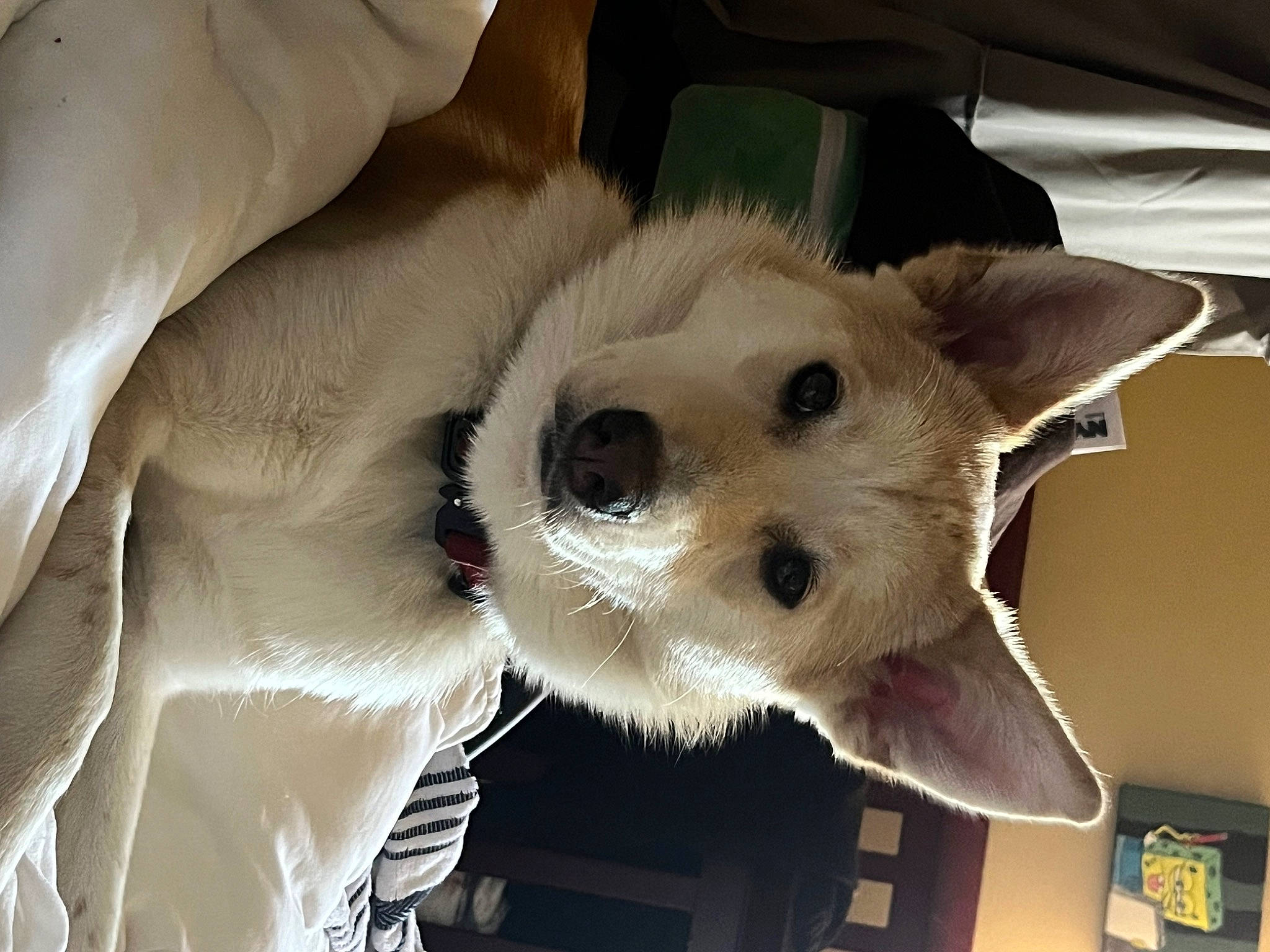 Pinky joined the competition — help win amazing prizes! canidae, carnivore, companion_dog, dog, dog_breed, fawn, felidae, fur, non_sporting_group, paw, samoyed, snout, sporting_group, terrestrial_animal, toy_dog, whiskers, working_animal