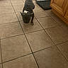 dog, small_dog, black_dog, white_patch, tile_floor, kitchen, dog_crate, wooden_cabinet, indoor, pet, animal, floor_tiles, walking, canine, domestic_animal, home, furniture, crate_door, tile_grout, close_up