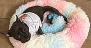 Rihanna Reese is registered to the contest to win money with this photo: dog, puppy, black_dog, pet, bed, fluffy_bed, pastel_colors, tiled_floor, indoor, cute, small_dog, white_shirt, resting, curious_eyes, animal, cozy, fur, laying_down, home, comfortable