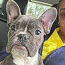 Rihanna Reese joined the competition — help win amazing prizes! dog, french_bulldog, puppy, pet, animal, ears, face, eyes, car, person, hand, yellow_shirt, jacket, seat, window, trees, indoor, portrait, cute, young