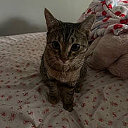 Olivia joined the competition — help win amazing prizes! cat, tabby, bed, blanket, floral_pattern, plush_toy, indoor, feline, pet, curious, whiskers, ears, fur, looking_up, domestic_animal, cozy, soft, resting, animal, cute