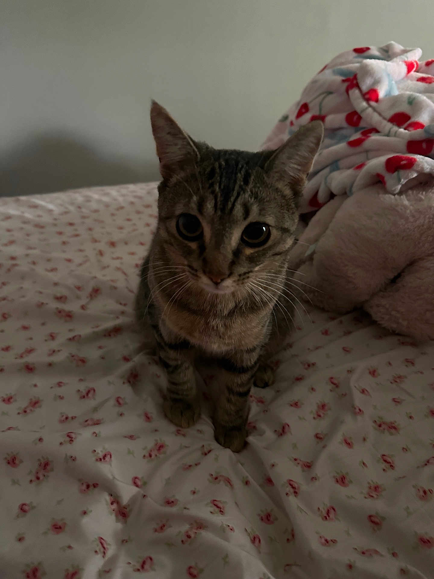 Olivia joined the competition — help win amazing prizes! cat, tabby, bed, blanket, floral_pattern, plush_toy, indoor, feline, pet, curious, whiskers, ears, fur, looking_up, domestic_animal, cozy, soft, resting, animal, cute